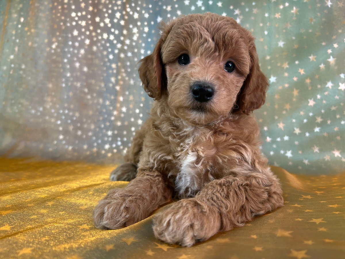 Female Bichon Poodle for Sale DOB 8-28-2025 $950